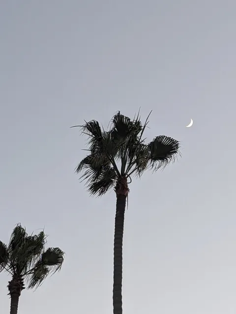 A crescent moon beside palm fronds at dusk.